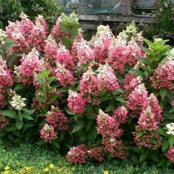 Hydrangea paniculata 'Flare™' 