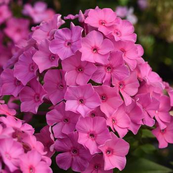 Phlox paniculata 'Pink' 