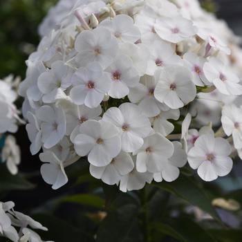 Phlox paniculata 'White' 