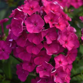 Phlox paniculata 'Fuchsia' 