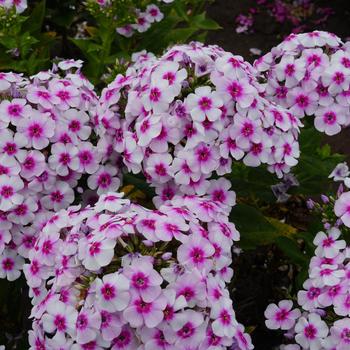 Phlox paniculata 'White Bicolor' 