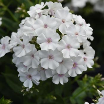 Phlox paniculata 'White' 