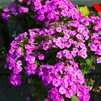 Phlox paniculata