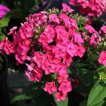 Phlox paniculata 'Pink' 