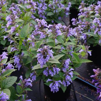 Nepeta Prelude™ 'Blue'