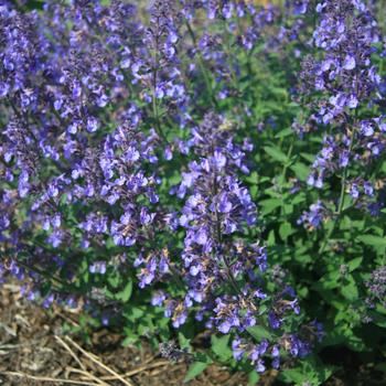 Nepeta x faassenii 'Junior Walker™'