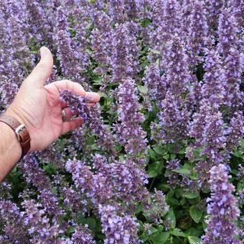 Nepeta x faassenii Whispurr™ 'Blue'