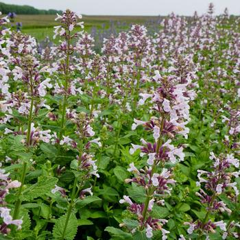 Nepeta x faassenii 'Pink' 