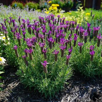 Lavandula stoechas 'Primavera'