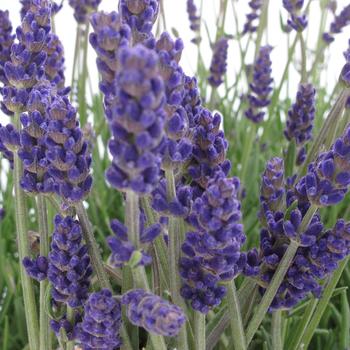 Lavandula angustifolia 'Annet'