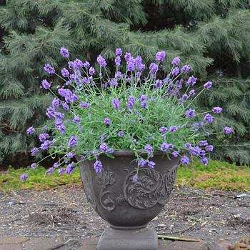 Lavandula angustifolia 'French Perfume'