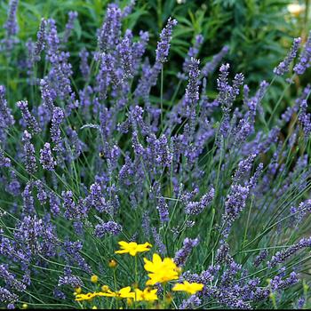 Lavandula x intermedia 'Grosso'