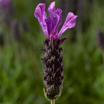 Lavandula stoechas