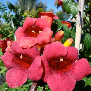 Campsis radicans 'Atomic Red™'