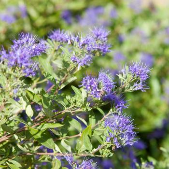 Caryopteris x clandonensis 'Sapphire Surf™' (157201)