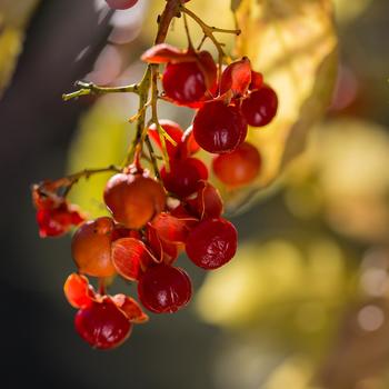 Celastrus scandens 'Autumn Revolution™'