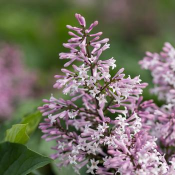 Syringa 'Little Lady™'