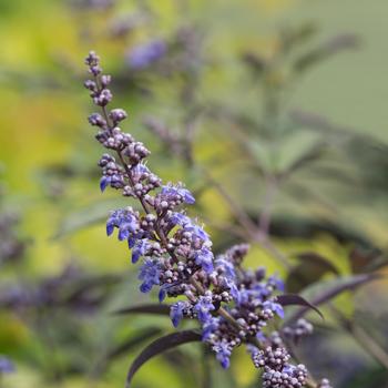 Vitex 'Bailtexone' PP30283