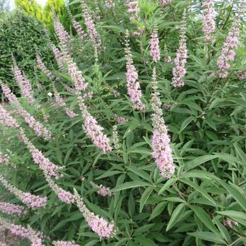 Vitex agnus-castus 'Galactic Pink®'