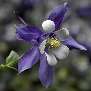 Aquilegia caerulea Kirigami™ Deep Blue and White