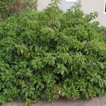 Cornus sericea 'Bailadeline' 