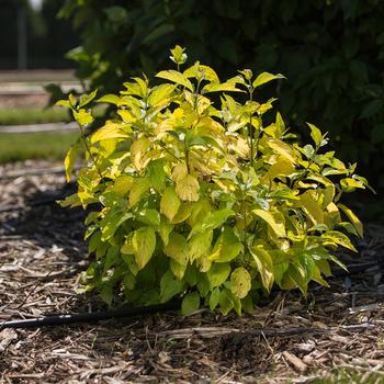 Cornus alba 'Byboughen' 