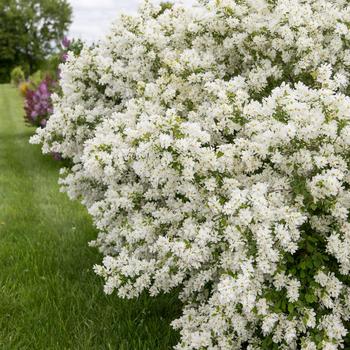 Exochorda x macrantha 'Bailmoon' 