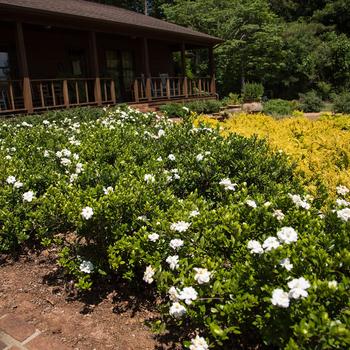 Gardenia jasminoides 'Double Mint'