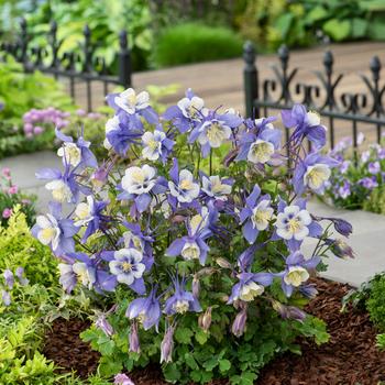 Aquilegia caerulea Earlybird™ Blue White