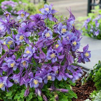 Aquilegia caerulea Earlybird™ '' (157234)