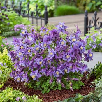 Aquilegia caerulea Earlybird™ 'Purple Blue'