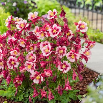 Aquilegia caerulea Earlybird™ Red White