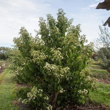 Heptacodium miconiodes 'Minhep' 