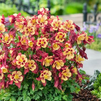 Aquilegia caerulea Earlybird™ 'Red Yellow'