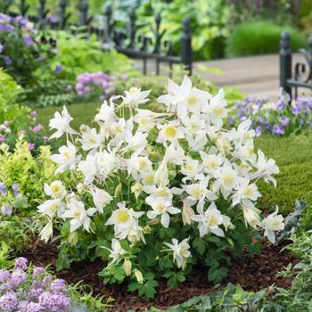 Aquilegia caerulea Earlybird™ White