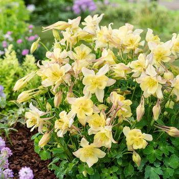 Aquilegia caerulea 'Yellow' 