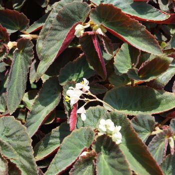 Begonia 'Withlacoochee' 