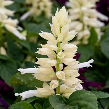 Salvia splendens 'White' 