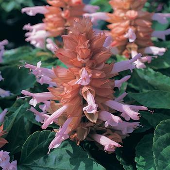 Salvia splendens Sizzler™ 'Salmon'