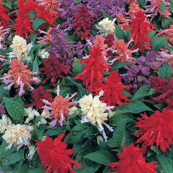 Salvia splendens Sizzler™ 'Mix'