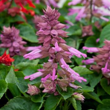 Salvia splendens 'Lavender' 