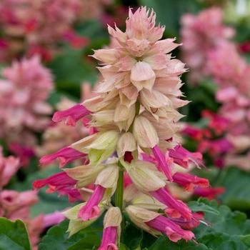 Salvia splendens Sizzler™ 'Burgundy Halo'