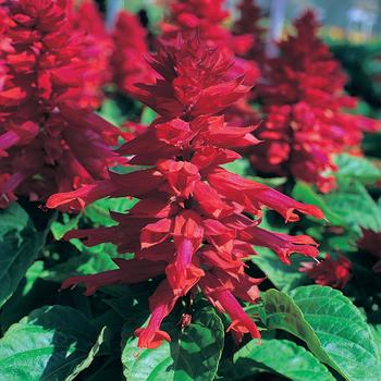 Salvia splendens 'Burgundy' 