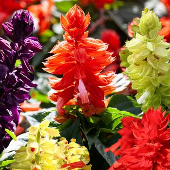 Salvia splendens 'Mix' 