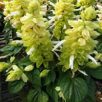 Salvia splendens Mojave™ 'White'