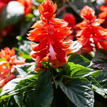 Salvia splendens Mojave™ 'Salmon'