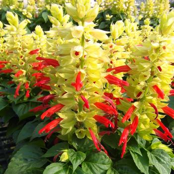 Salvia splendens 'Red/White Bicolor' 