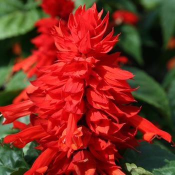 Salvia splendens 'Red' 