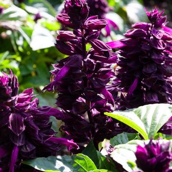 Salvia splendens 'Purple' 