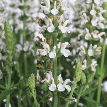 Salvia x superba 'White' 